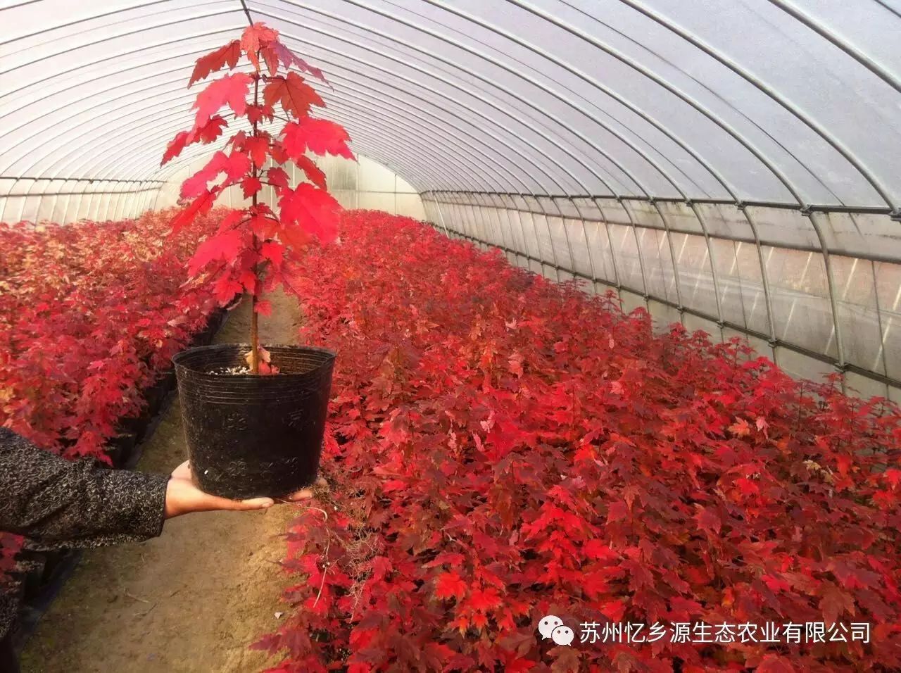 美国红枫种植管理技术_美国红枫种植技术视频_美国红枫盆栽种子种植方法视频