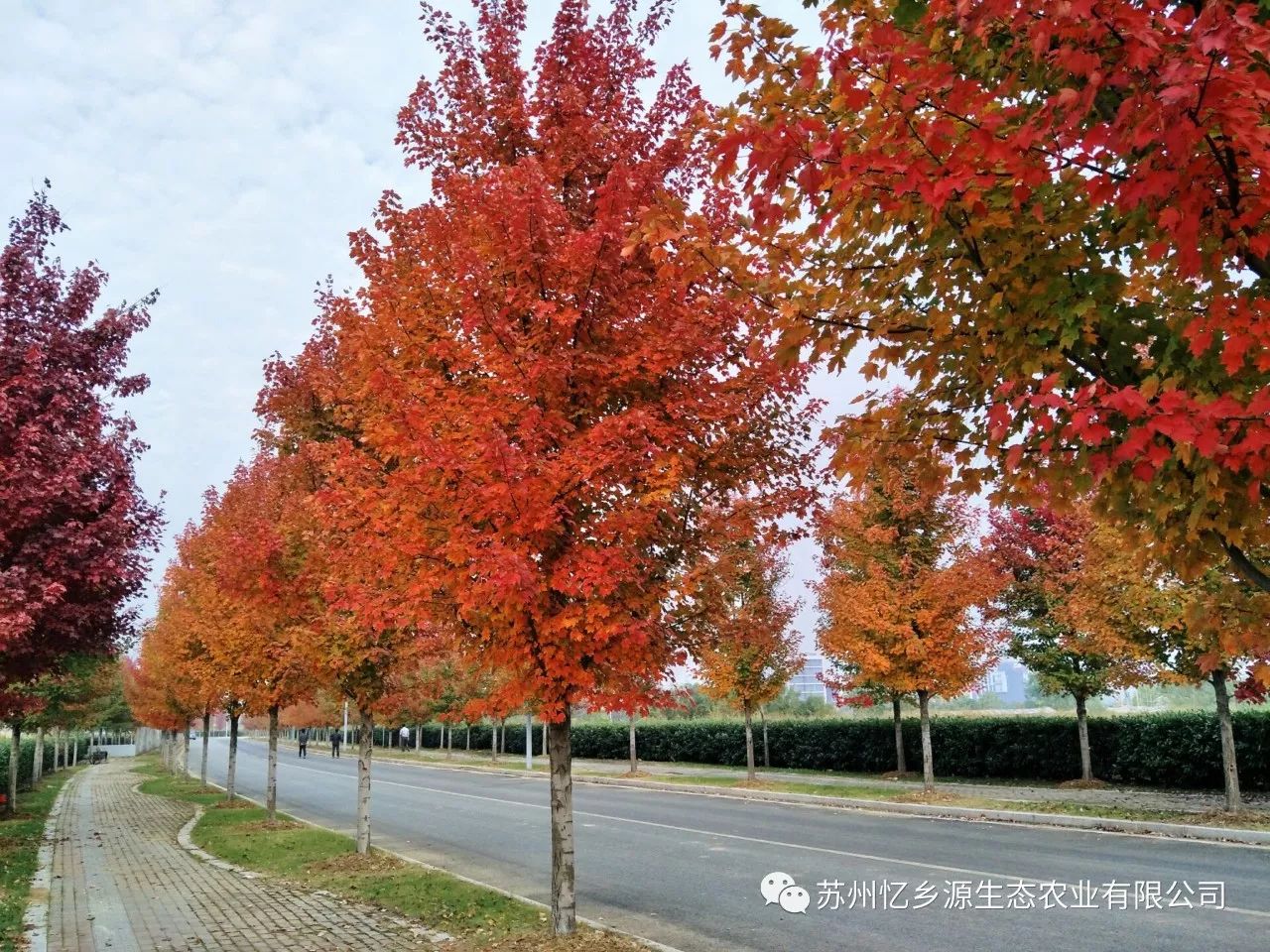 美国红枫种植管理技术_美国红枫种植技术视频_美国红枫盆栽种子种植方法视频