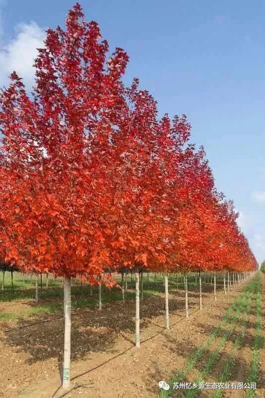 美国红枫种植技术视频_美国红枫种植管理技术_美国红枫盆栽种子种植方法视频