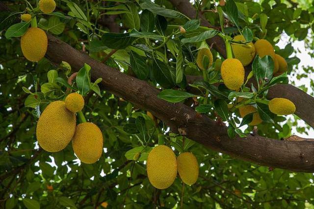 菠萝蜜种植，菠萝蜜生长习性、繁殖方法和种植技术，值得一看！