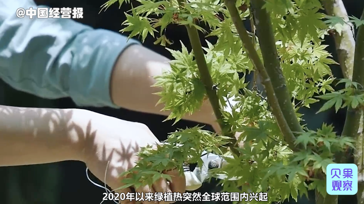 绿植热兴起，一盆盆栽拍到9万元，植物价格将一路飙涨？