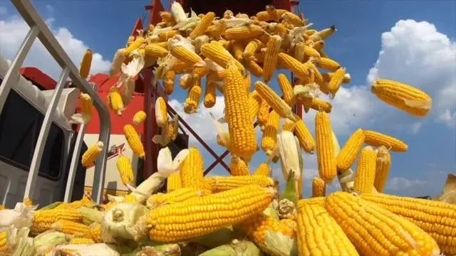 粮食绿色高产高效创建_绿色粮食种植致富_种植粮食的视频