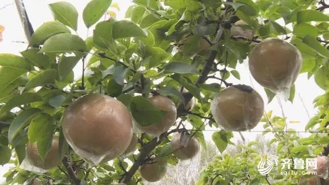 种植粮食的视频_粮食绿色高产高效创建_绿色粮食种植致富