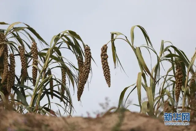 粮食绿色高产高效创建_致富粮食种植绿色农业_绿色粮食种植致富