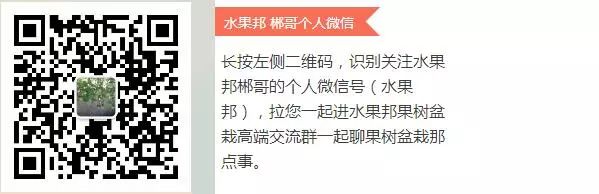 盆栽果树怎么种植_盆栽果种植技术视频_盆栽果树栽培技术视频