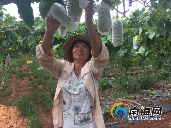 沙市丝瓜种植致富_丝瓜规模种植视频_丝瓜种植效益怎么样