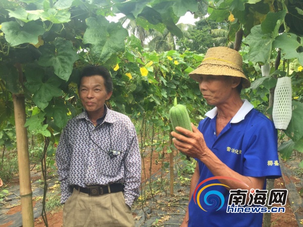 丝瓜种植效益怎么样_丝瓜规模种植视频_沙市丝瓜种植致富