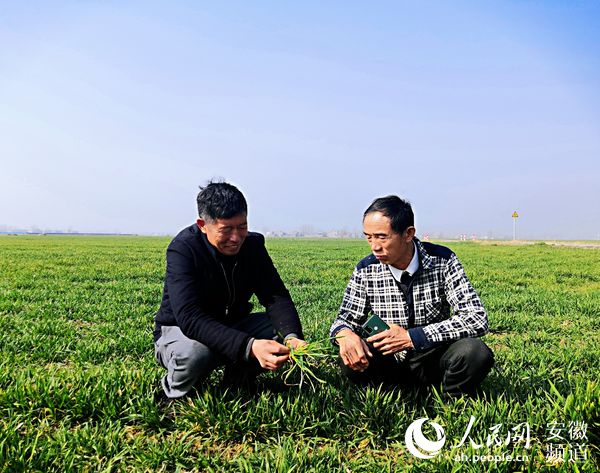 揭秘致富种植农民的故事_农民致富种植项目_揭秘农民种植致富