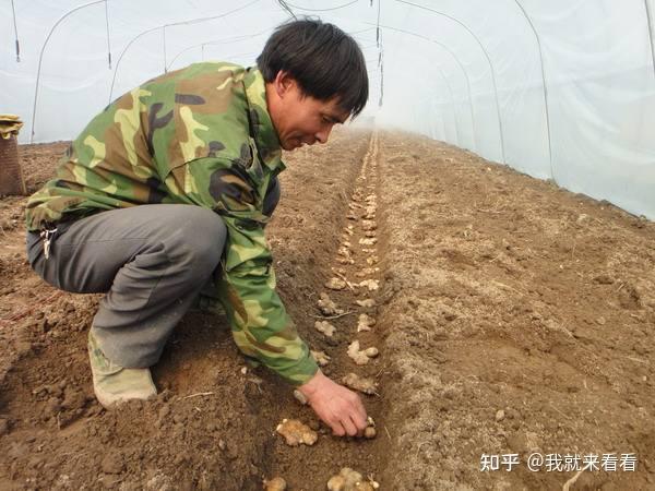 生姜种植技术全套视频教程_生姜种植技术和施肥方法_生姜种植技术