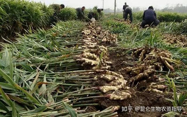 生姜种植技术视频教程_生姜种植技术视频_生姜种植技术