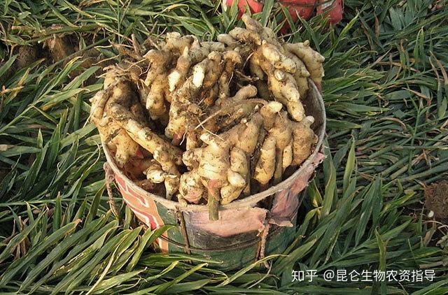 生姜种植技术视频_生姜种植技术_生姜种植技术视频教程