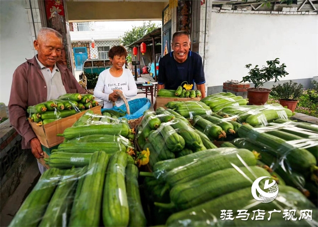 沙市丝瓜种植致富_种植丝瓜赚钱吗_丝瓜种植收益