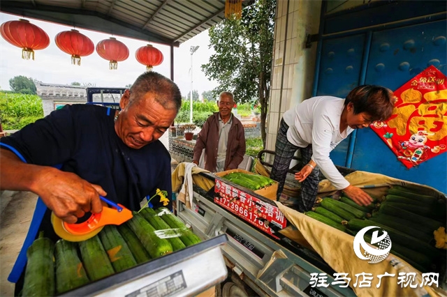 丝瓜种植收益_沙市丝瓜种植致富_种植丝瓜赚钱吗