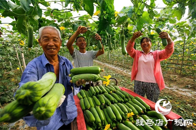 沙市丝瓜种植致富_丝瓜种植收益_种植丝瓜赚钱吗