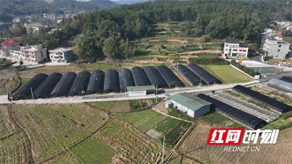 种植葡萄效益怎么样_致富经葡萄栽培技术视频_葡萄种植致富新邵