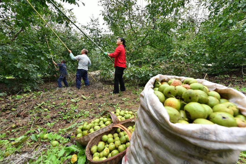 保康：核桃喜开杆  敲下“致富果”