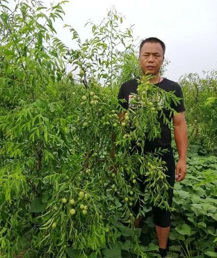 不等不靠不要 冬枣种植走上致富路