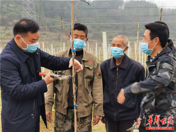 葡萄种植新技术_种植葡萄效益怎么样_葡萄种植致富新邵