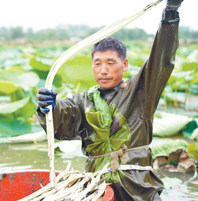 种植藕带亩效益同成本_致富经种藕带_种植藕带赚钱吗