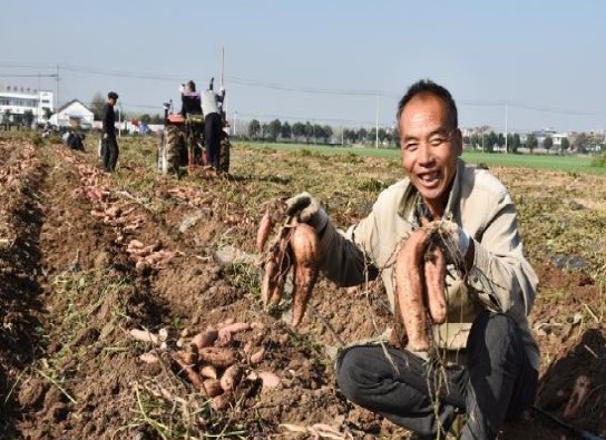 灵璧县冯庙镇：“红薯”种植点亮致富新“薯光”