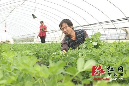 稳就业 强基础 富家乡丨宁远：乡贤能人种黑花生走上致富路