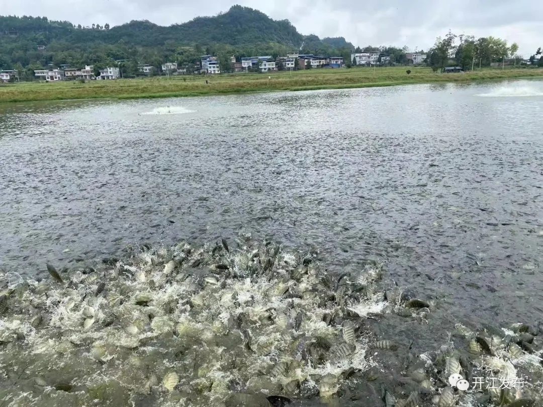 四川开江：亩产均值达5万元！“致富鱼”游出富民兴村路