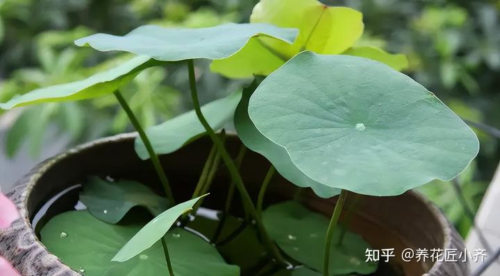 致富经高产藕种植视频_种藕带利润怎么样_致富经种藕带