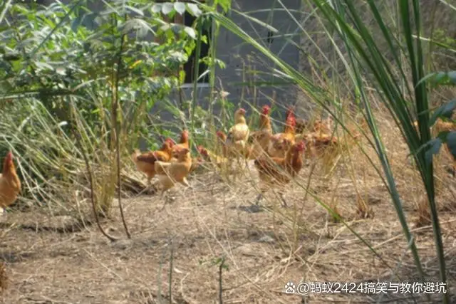 鱼塘养鸡场搭建_鱼塘上建养鸡场致富经_鱼塘和养鸡场在什么方向