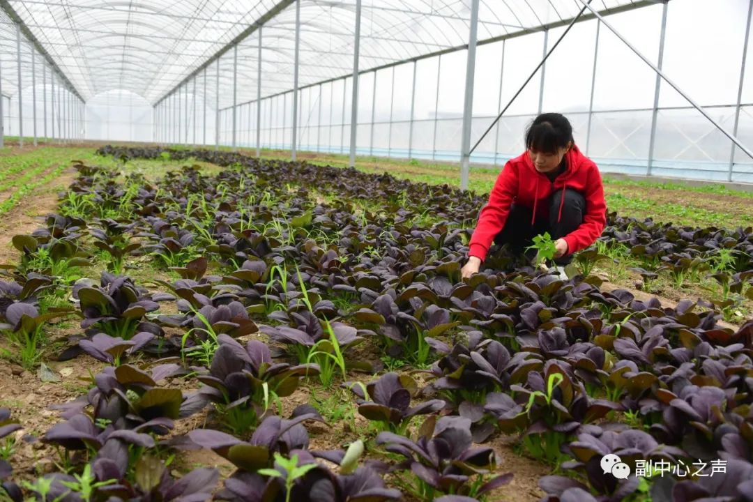 种植黑花生走上致富路_种植黑花生走上致富路_种植黑花生走上致富路