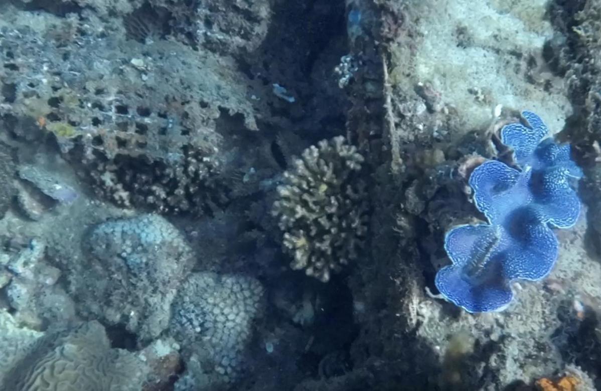 致富海洋种植项目有哪些_海洋种植致富项目_海洋种植业