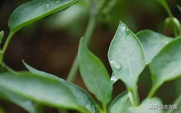 辣椒种植管理技术和方法_辣椒种植管理技术要点有哪些_种植辣椒的管理技术