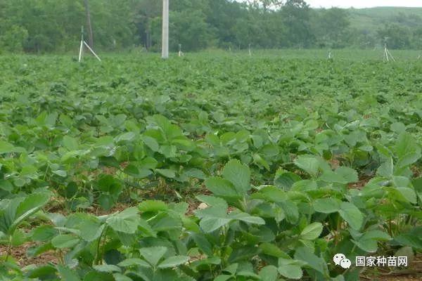 柠檬高产种植技术要点_柠檬高产种植技术_柠檬高产种植技术与管理