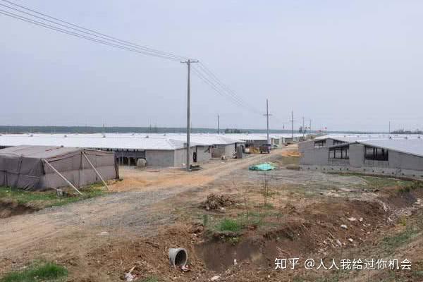 绍兴养殖技术麻鸭基地_绍兴麻鸭养殖基地_绍兴麻鸭养殖技术