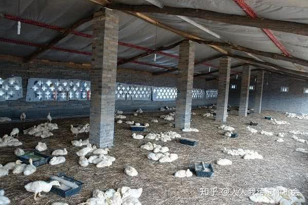 绍兴麻鸭养殖技术_绍兴养殖技术麻鸭基地_绍兴麻鸭养殖基地