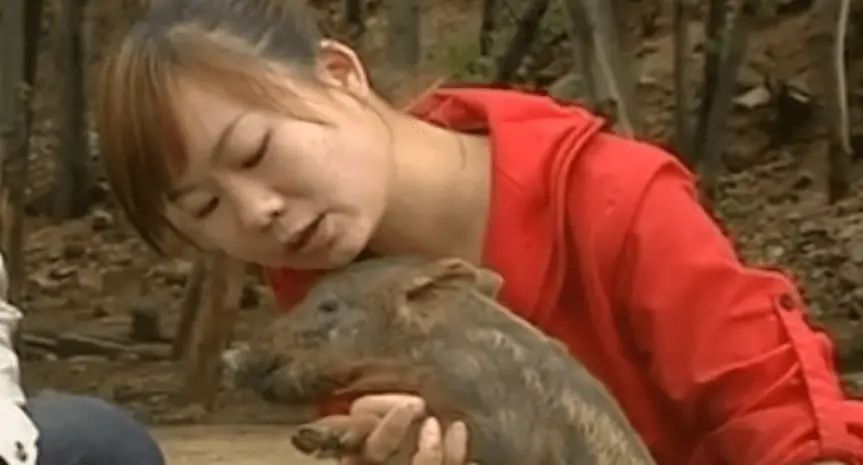 致富经野猪_致富经特种野猪_致富经特种野猪黄杰