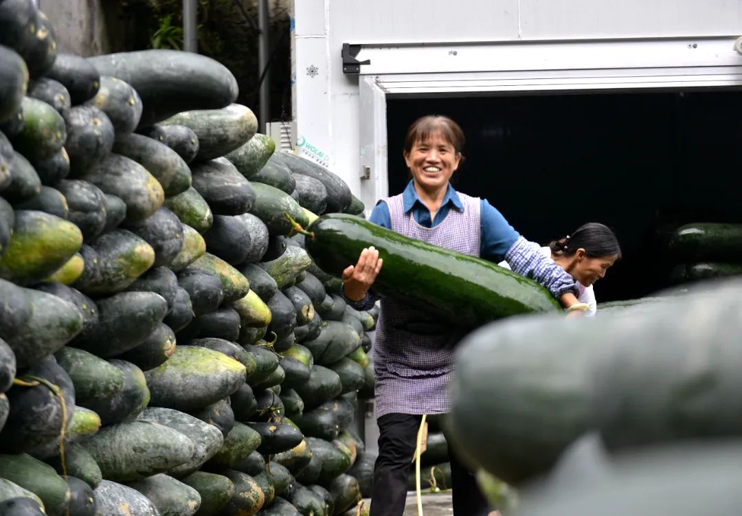 黑皮冬瓜露地种植亩产_黑皮冬瓜种植成本_种植黑皮冬瓜致富