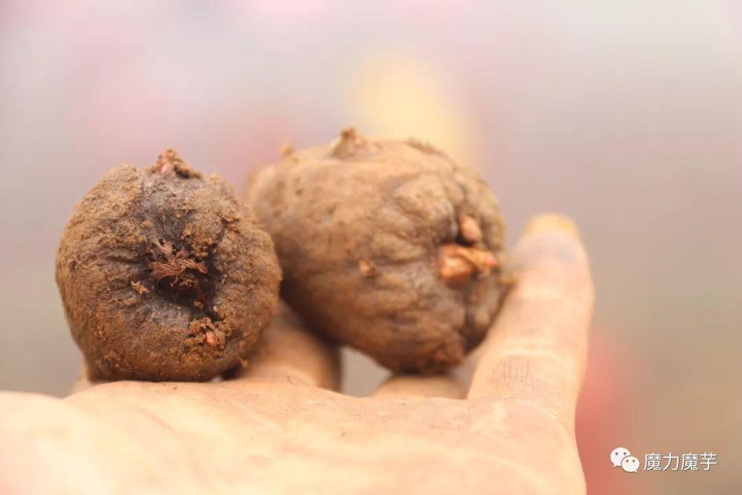 致富栽培魔芋技术研究_致富经魔芋栽培技术_魔芋种植致富经