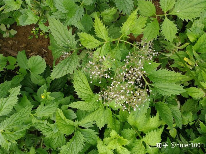 缬草种植前景_缬草种植技术_种植缬草致富人