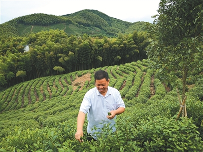 傅如清：从生产队长到知名茶商