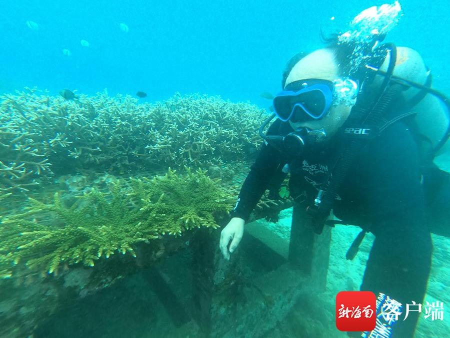 海洋种植致富项目_海洋养殖产品_海上种植业