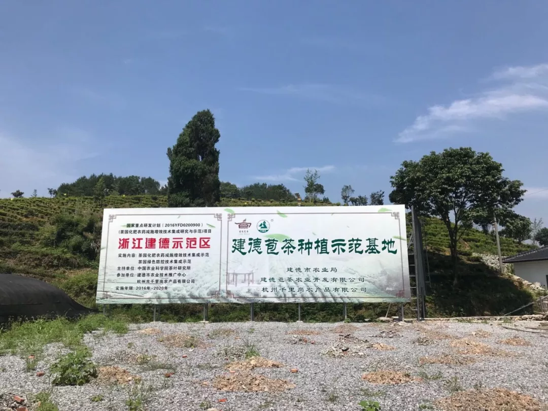 【茗边聚焦】建德苞茶系列报道之五 千里岗尝试新兴产业模式：茶旅融合