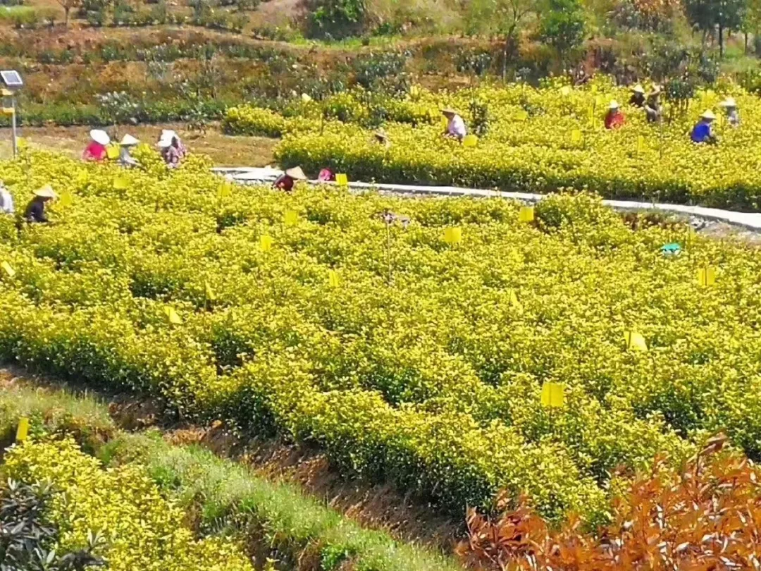 衢州种植致富茶_浙江衢州产茶叶吗_衢州茶叶