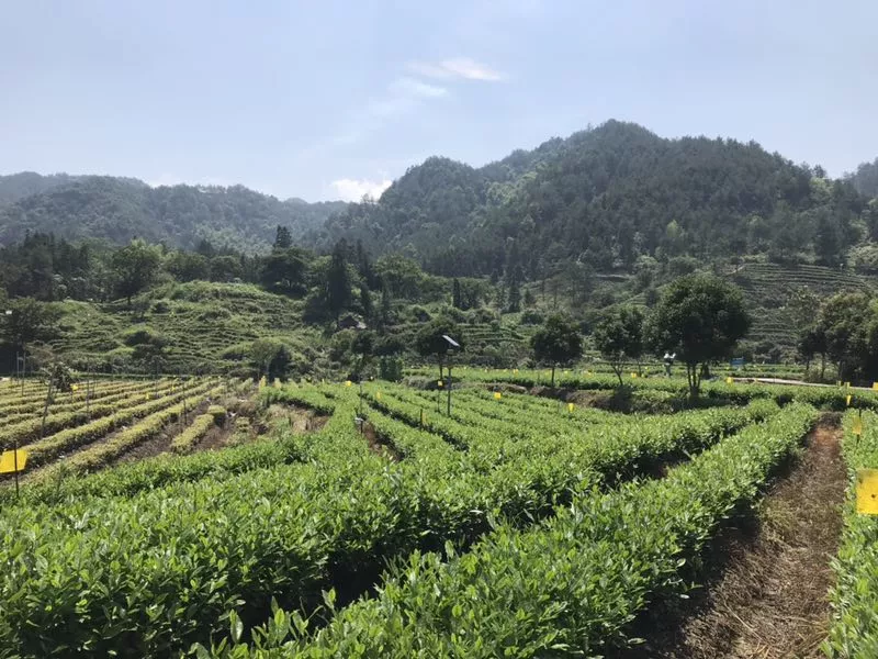 衢州茶叶_浙江衢州产茶叶吗_衢州种植致富茶