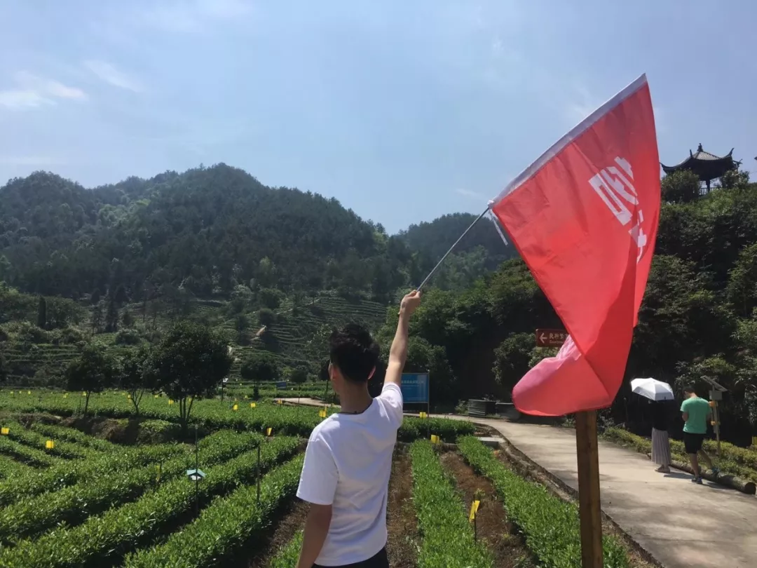 衢州种植致富茶_衢州茶叶_浙江衢州产茶叶吗