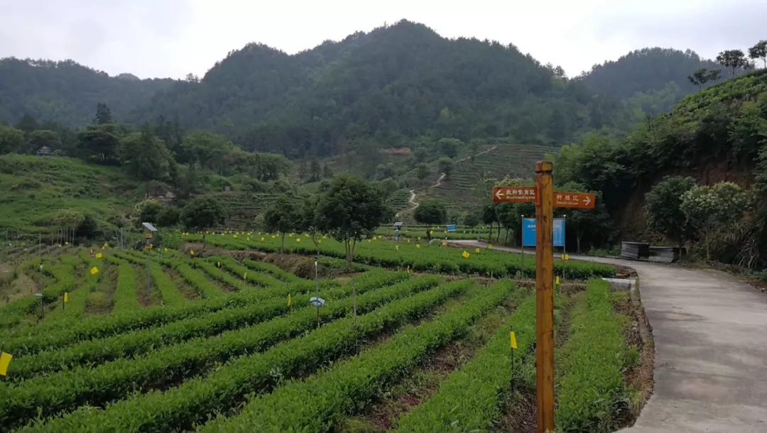 衢州茶叶_衢州种植致富茶_浙江衢州产茶叶吗