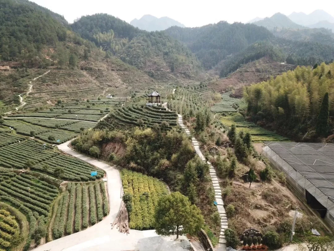 衢州种植致富茶_衢州茶叶_浙江衢州产茶叶吗