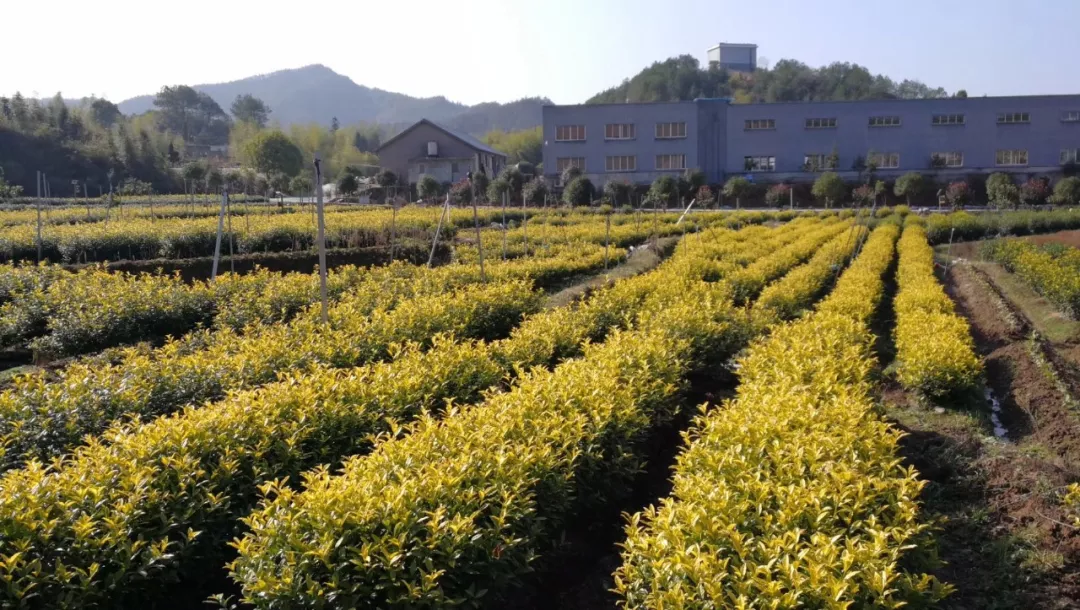 衢州茶叶_浙江衢州产茶叶吗_衢州种植致富茶