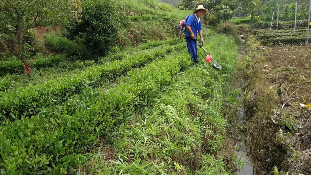 衢州种植致富茶_衢州茶叶_浙江衢州产茶叶吗