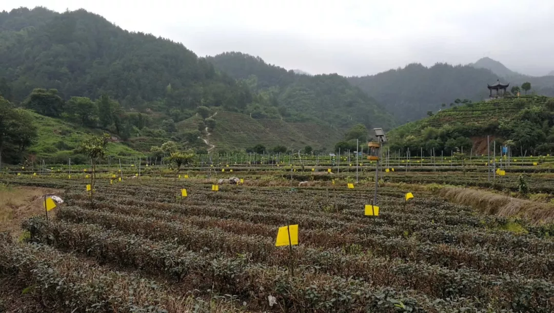 浙江衢州产茶叶吗_衢州茶叶_衢州种植致富茶