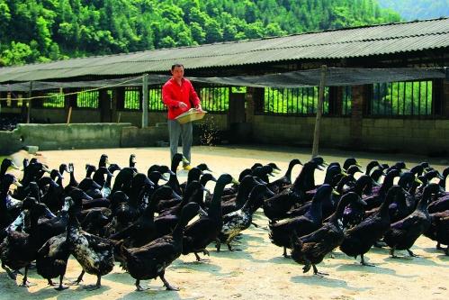 绍兴养殖技术麻鸭基地_绍兴麻鸭养殖技术_绍兴养殖技术麻鸭厂家